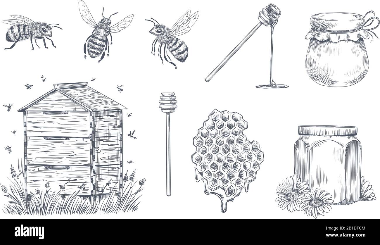 L'incisione delle api del miele. Apicoltura disegnata a mano, fattoria di miele d'annata e set di illustrazione vettore di polline d'ape in miele Illustrazione Vettoriale