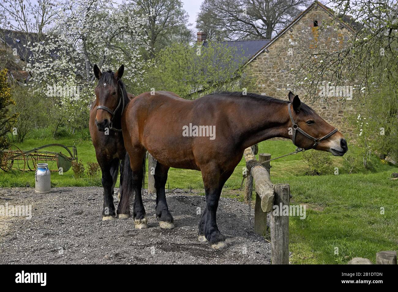 Cob Normand cavallo, progetto di cavallo Foto Stock