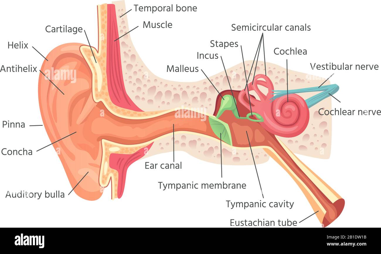Anatomia dell'orecchio umano. Struttura interna delle orecchie, illustrazione di un organo di un vettore uditivo Illustrazione Vettoriale