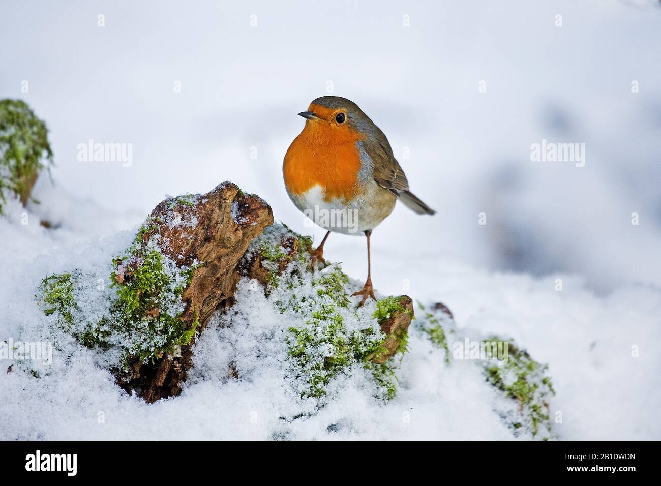 Unione Robin, erithacus rubecula, Adulti permanente sulla neve, Normandia Foto Stock