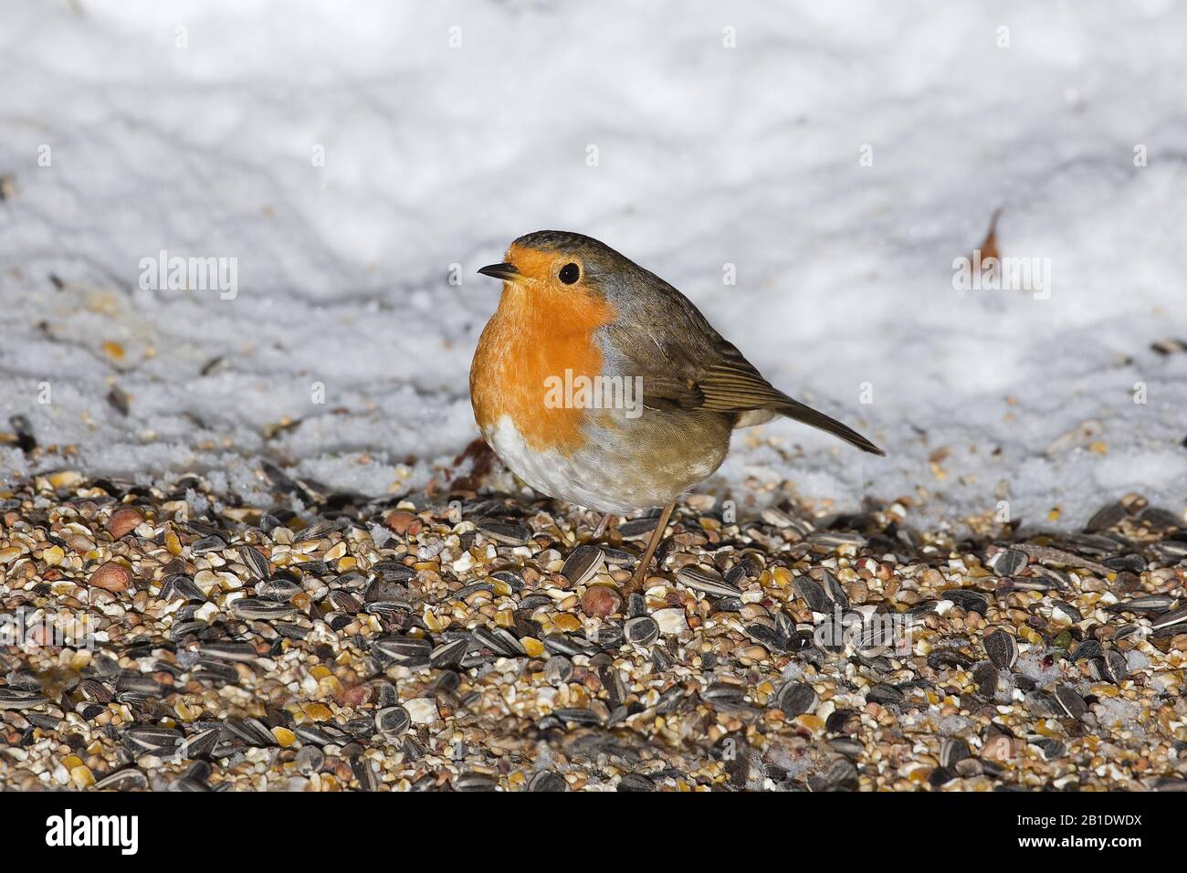 Unione Robin, erithacus rubecula, Adulti permanente sulla neve, Normandia Foto Stock