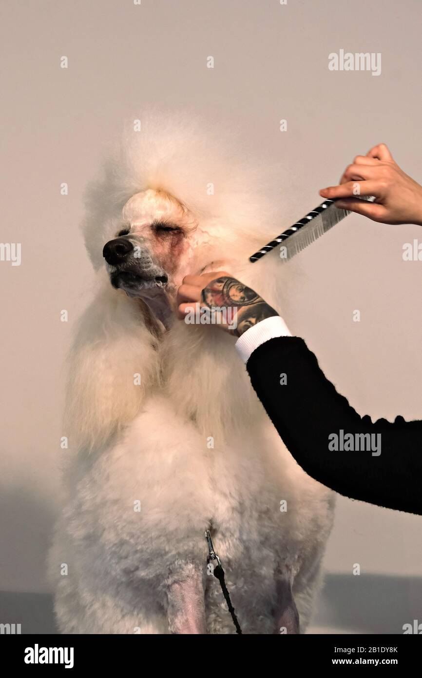 Preparazione di un barboncino standard per lo spettacolo del cane Foto Stock