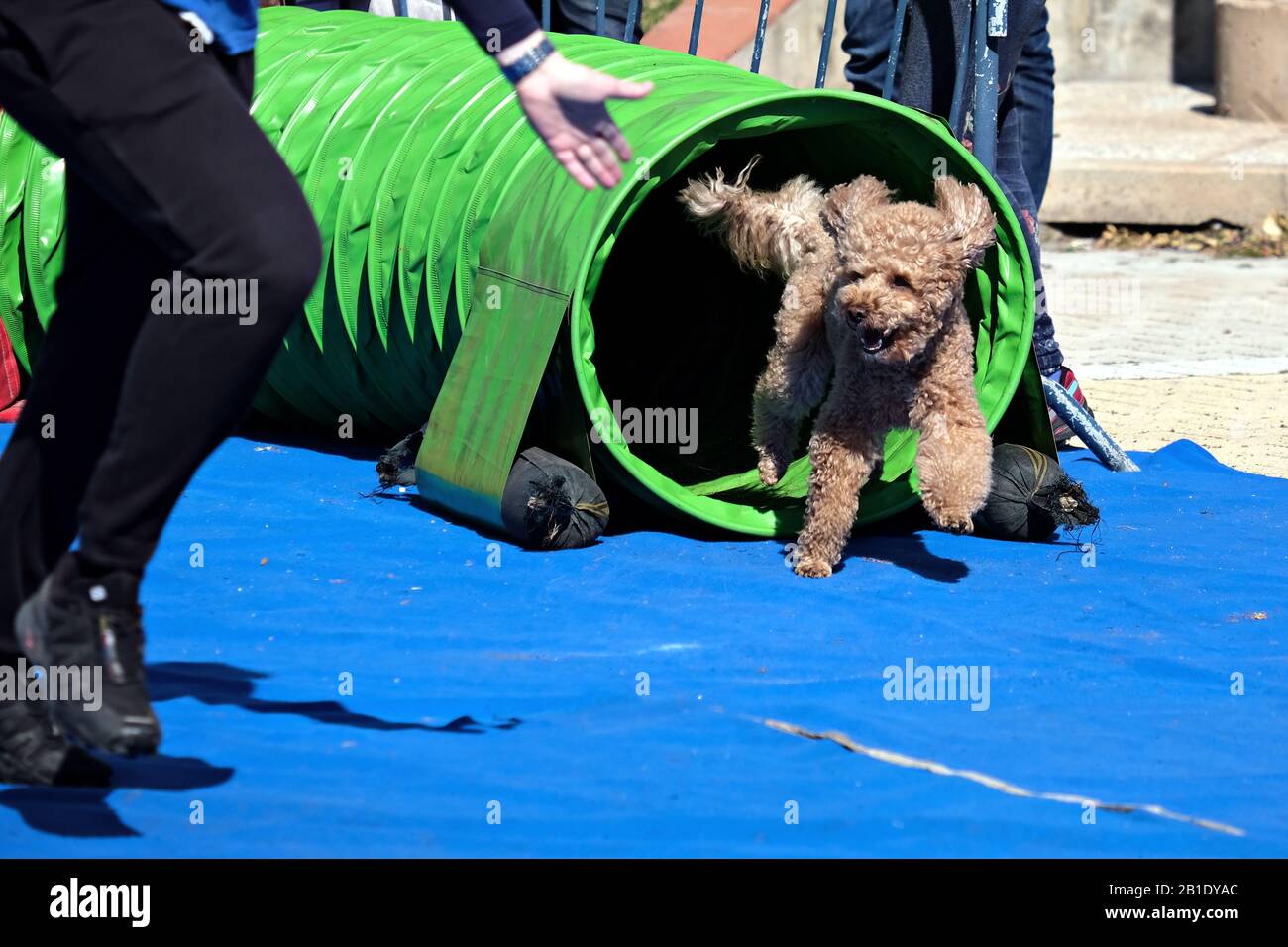 Cane che esce dal tunnel del Dog Agility percorso Foto Stock