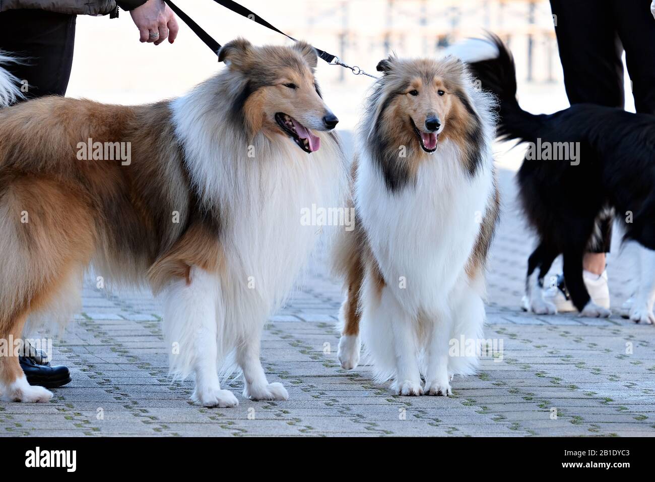 Coppia di Scotch Collie allo spettacolo dei cani Foto Stock