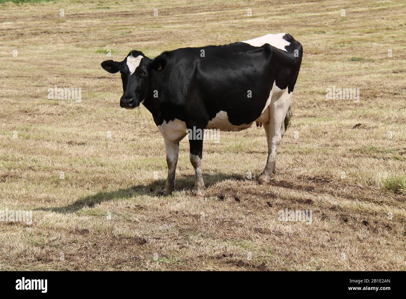 Un tradizionale mucca da latte bianco e nero. Foto Stock