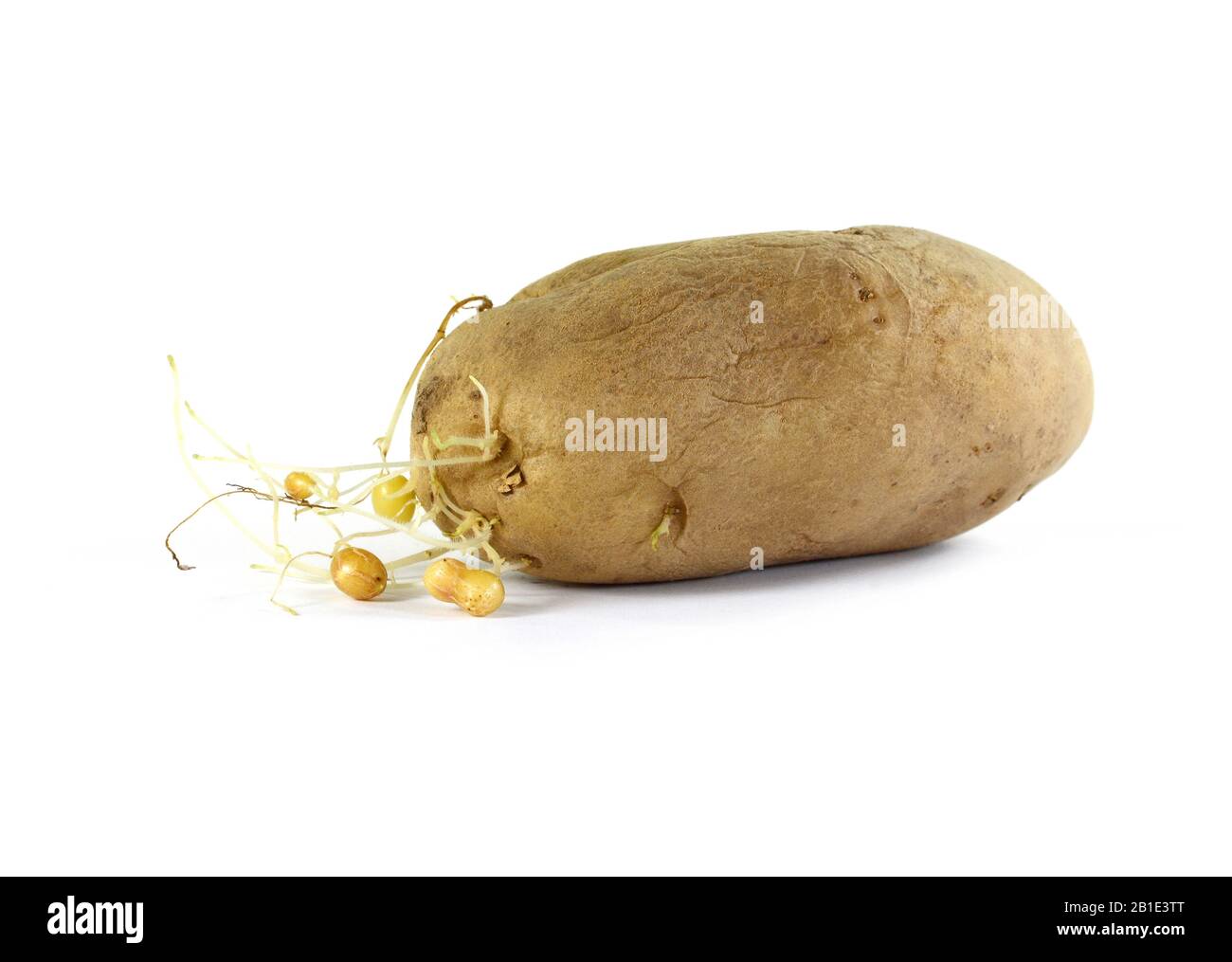 Le patate con i germogli isolati su sfondo bianco Foto Stock