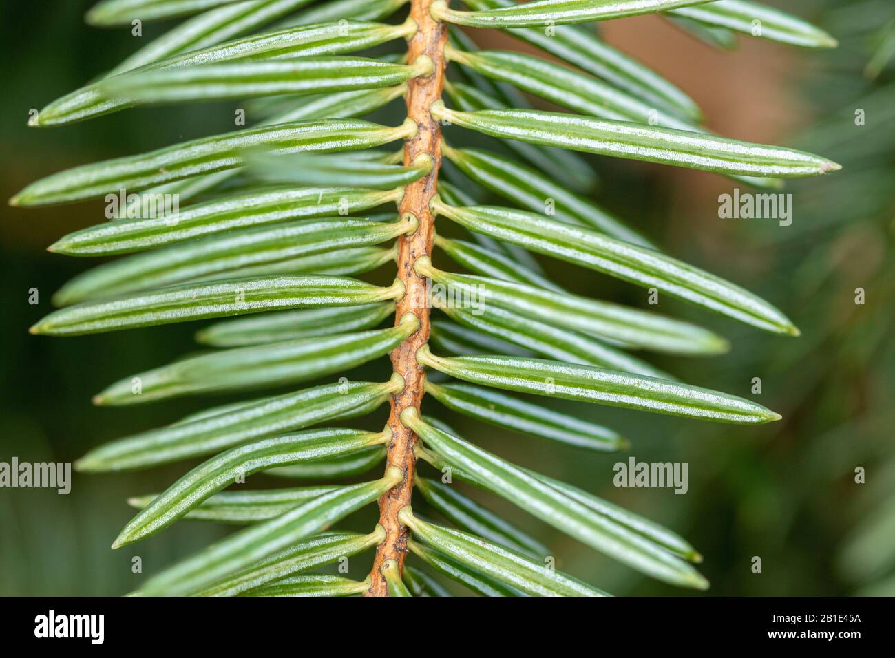 Vista ravvicinata delle foglie (aghi) di Abies alba, l'abete d'argento europeo o l'abete d'argento Foto Stock