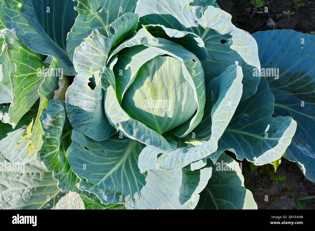 cavolo verde in crescita in orto. Giovane testa verde di cavolo. Foto Stock