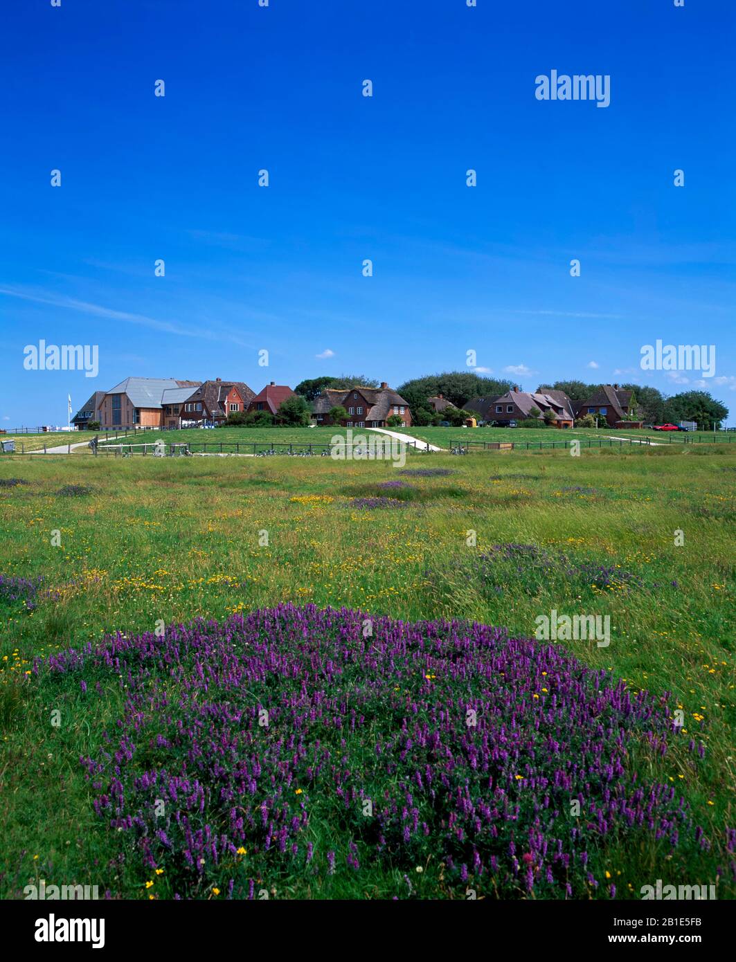 Prato In Fiore, Hooge Di Hallig, Mare Del Nord, Schleswig-Holstein, Germania Foto Stock