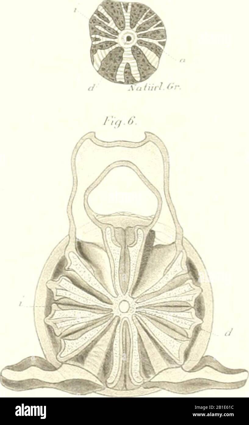 'AS n©Þturliche System der Elasmobranchier auf Grundlage des Baues und der Entwicklung ihrer Wirbels©Þule; eine morphologische und pal©Þontologische Studie' (1879) Foto Stock