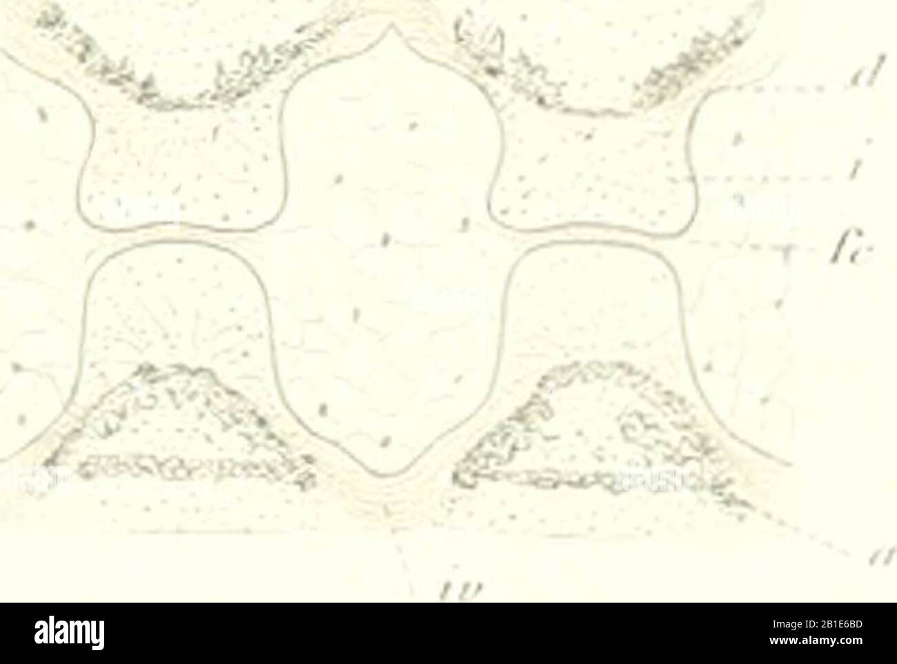 'AS n©Þturliche System der Elasmobranchier auf Grundlage des Baues und der Entwicklung ihrer Wirbels©Þule; eine morphologische und pal©Þontologische Studie' (1879) Foto Stock