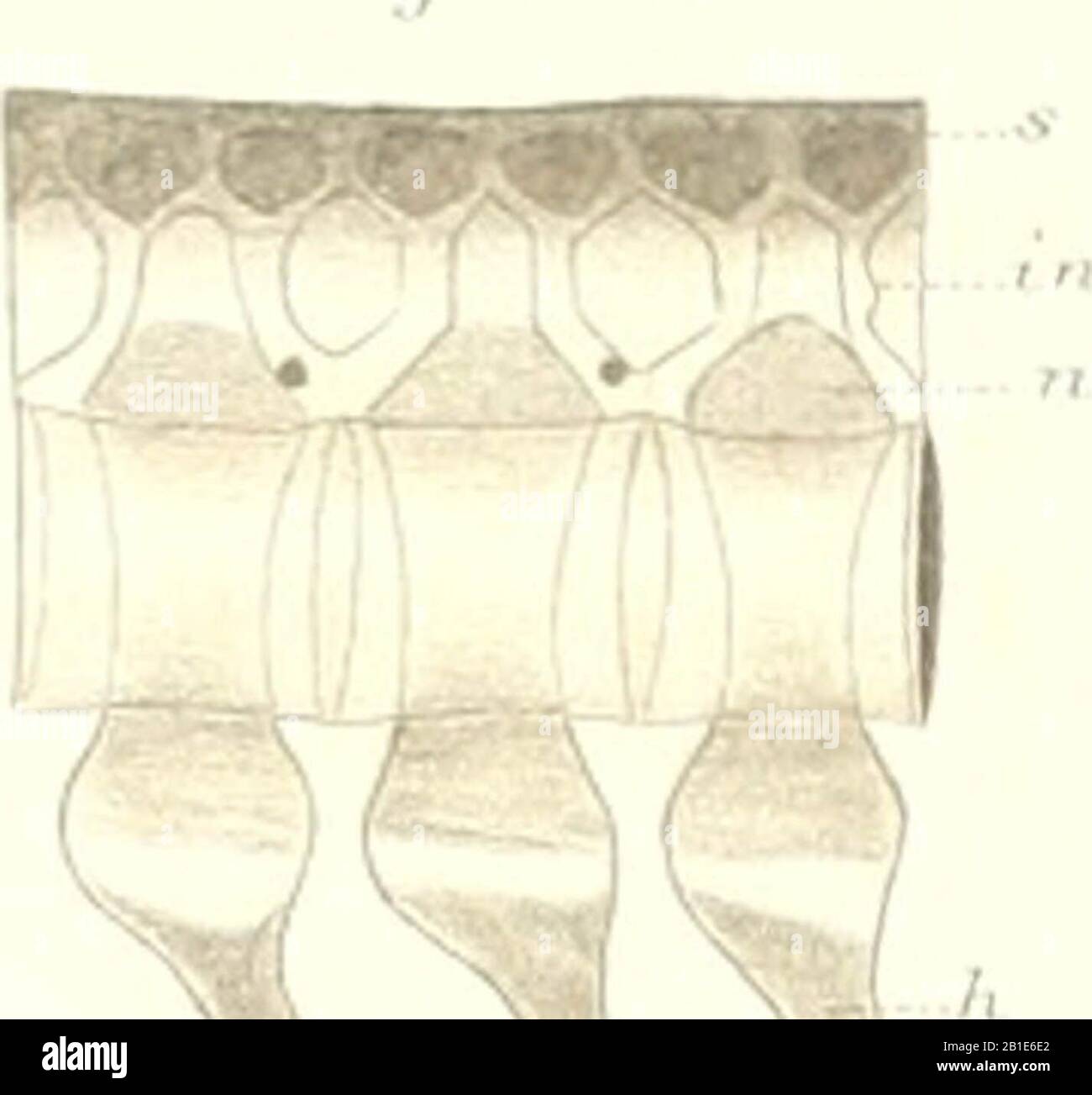 'AS n©Þturliche System der Elasmobranchier auf Grundlage des Baues und der Entwicklung ihrer Wirbels©Þule; eine morphologische und pal©Þontologische Studie' (1879) Foto Stock