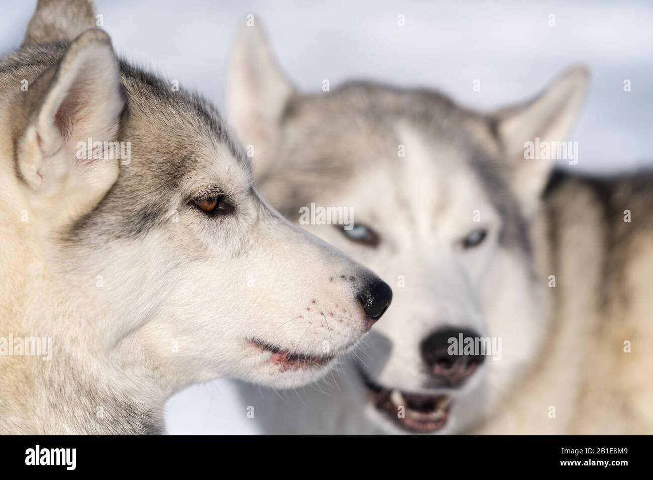 Ritratto due cani razza Husky prima del campionato di sport invernale Kamchatka Kids Concorsi cane slitta Race Dyulin Beringia. Penisola Di Kamchatka, Russo Foto Stock