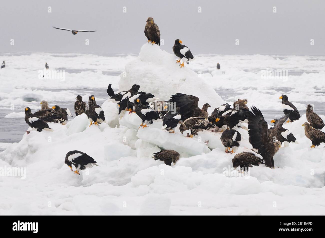 Aquila di mare dei venditori (pelagicus di Haliaeetus), con aquile dalla coda bianca, Giappone, Hokkaido Foto Stock