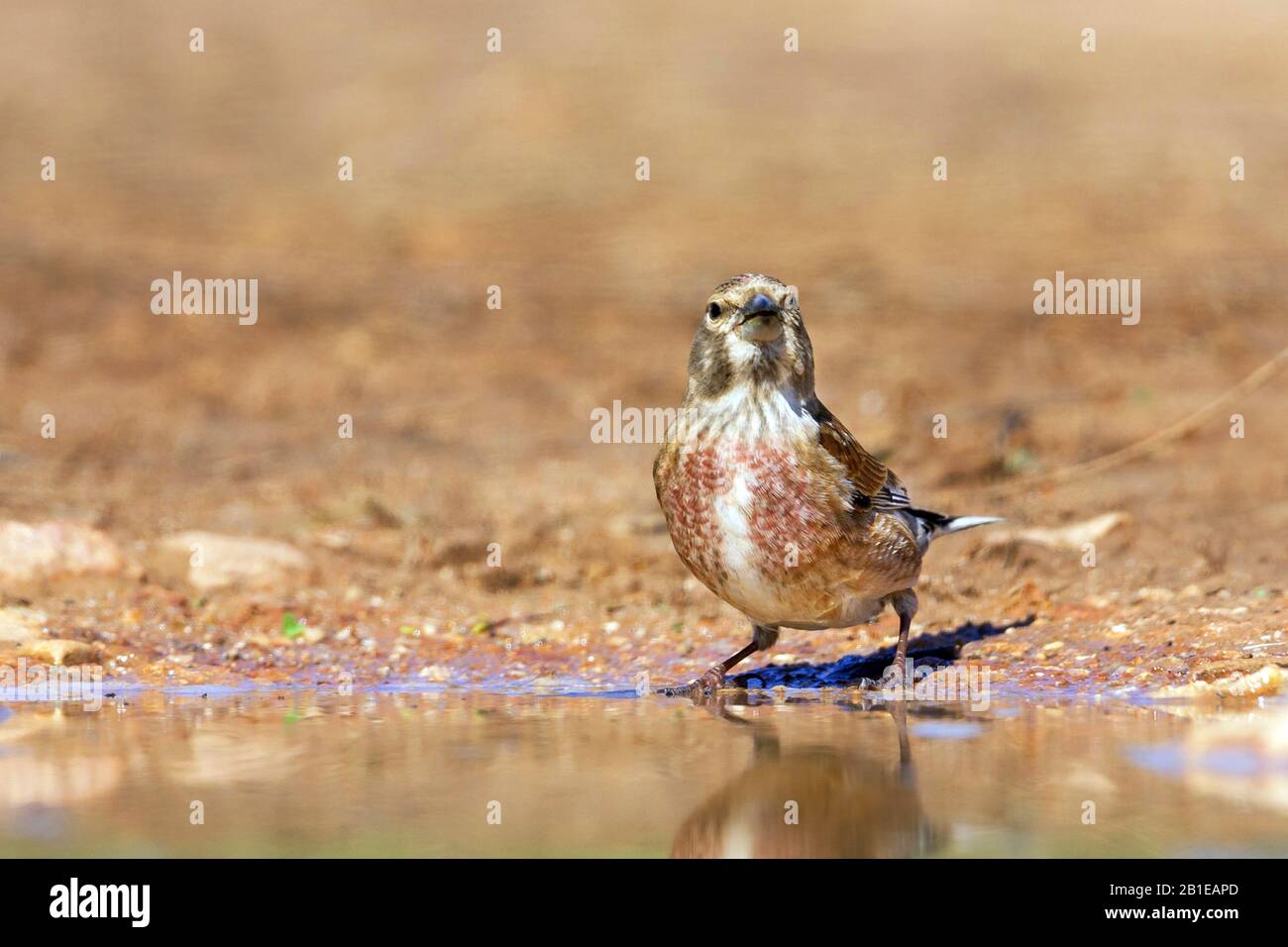 Mar Mediterraneo orientale (Carduelis cannabina mediterranea, Acantis cannabina mediterranea), bere, Spagna, Isole Baleari, Maiorca Foto Stock