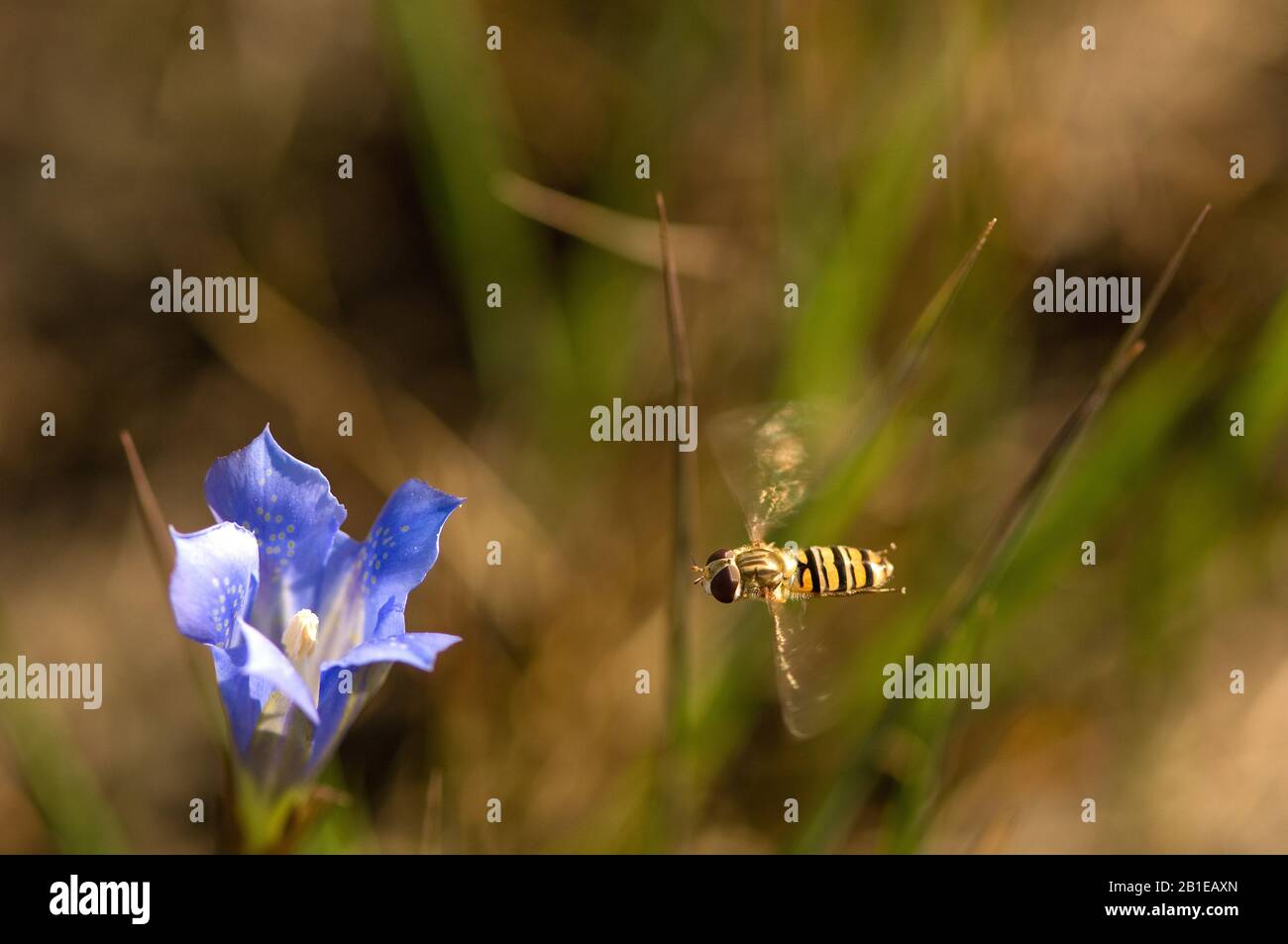 Marmalade hoverfly (Episyrphus balteatus), hoverfly sopra Marsh Gentian, Olanda Foto Stock