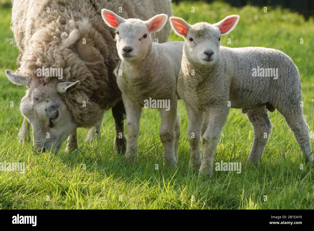 Pecora Texel (Ovis ammon F. aries), pecora con agnelli su un pascolo di pecora, Paesi Bassi, Texel Foto Stock