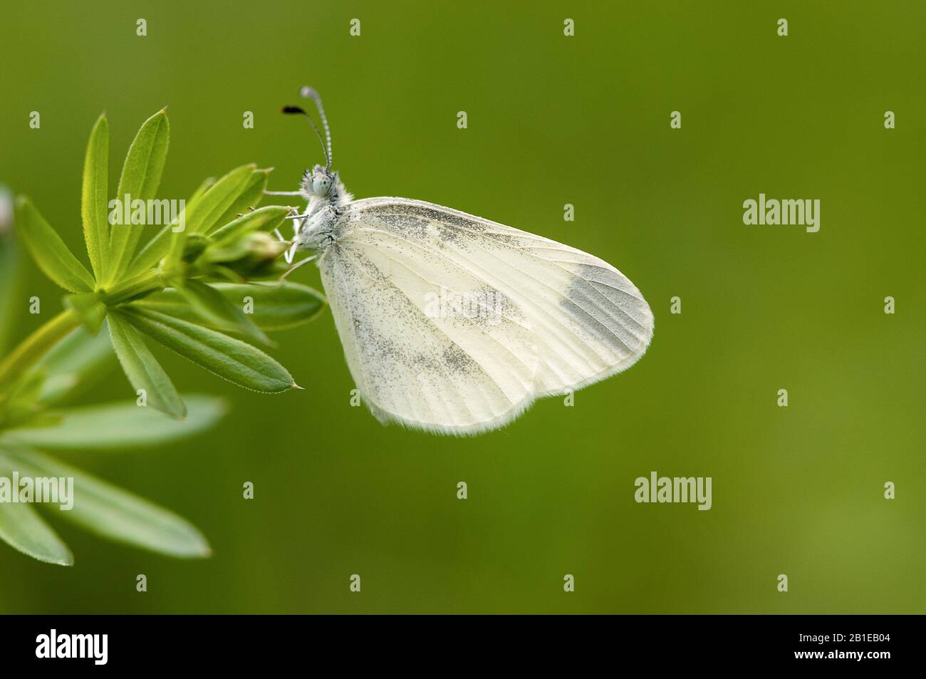Farfalla bianca in legno, bianca in legno (Leptidea sinapis), vista laterale, Germania, Renania Settentrionale-Vestfalia, Eifel Foto Stock