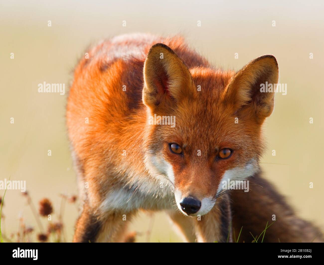 Volpe rossa (Vulpes vulpes), ritratto in un prato, guardando verso la fotocamera, Paesi Bassi, Flevoland, Flevopolder Foto Stock