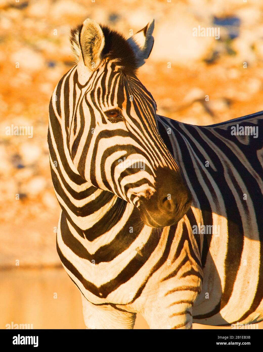 Zebra, zebra, zebra comune, zebra piana (Equus quagga burchelli, Equus burchelli), ritratto, sguardo laterale, Namibia, Parco Nazionale di Etosha Foto Stock