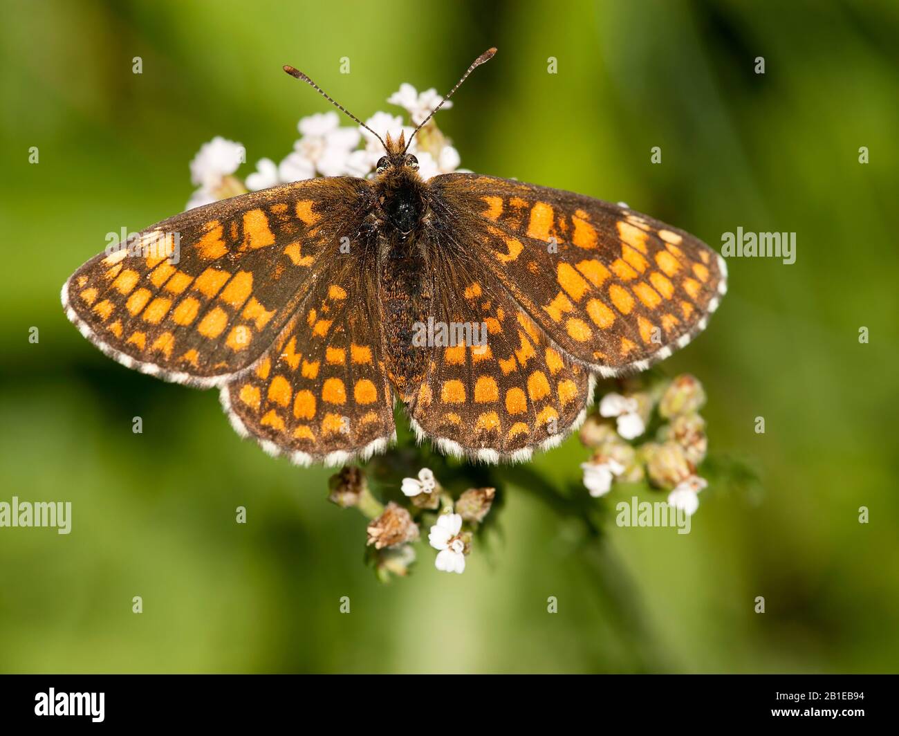 Heath fritillary (Melitaea athalia, Mellicta athalia), vista dall'alto, Italia, Aosta Foto Stock