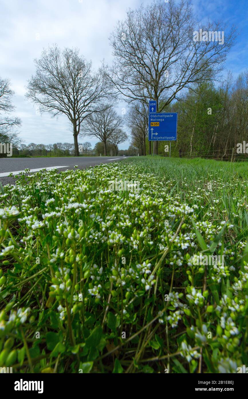 Scurvy-grass danese (Cochlearia danica), sul ciglio della strada, Paesi Bassi, Frisia Foto Stock