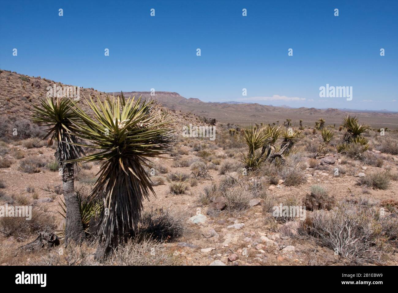 Paesaggio nel deserto di Mojave, Stati Uniti, California Foto Stock