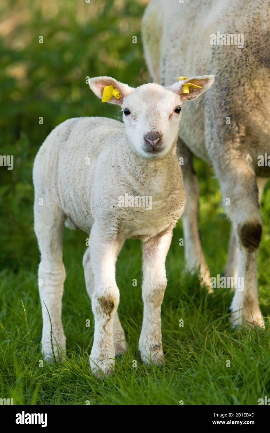 Pecora Texel (Ovis ammon F. aries), agnello in piedi in un prato, vista frontale, Paesi Bassi, Texel Foto Stock