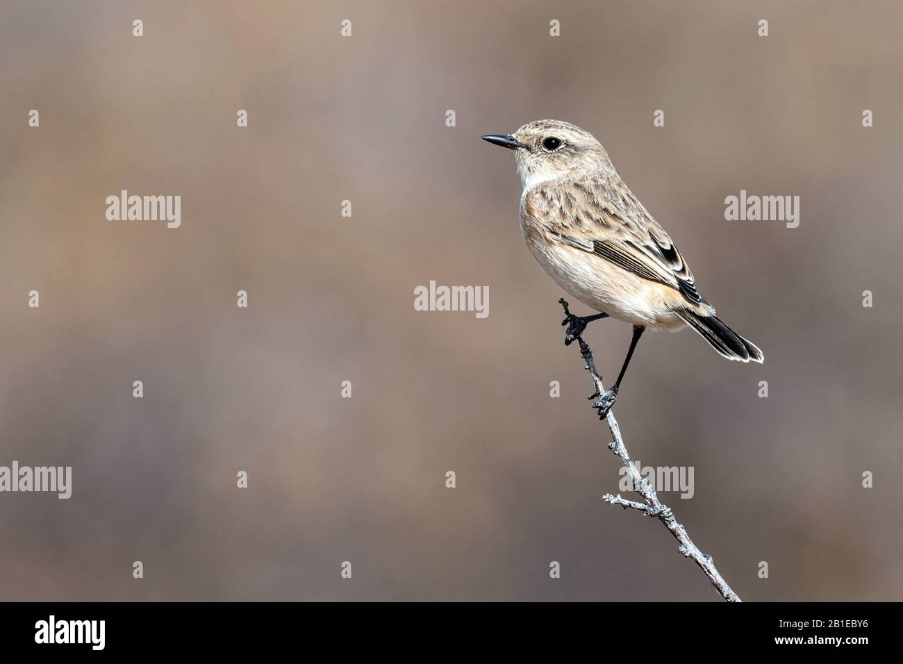 Siberiano, stonechat stonechat asiatici (Saxicola maurus), femmina seduto su un ramo, Kazakistan, Zhabagly Foto Stock