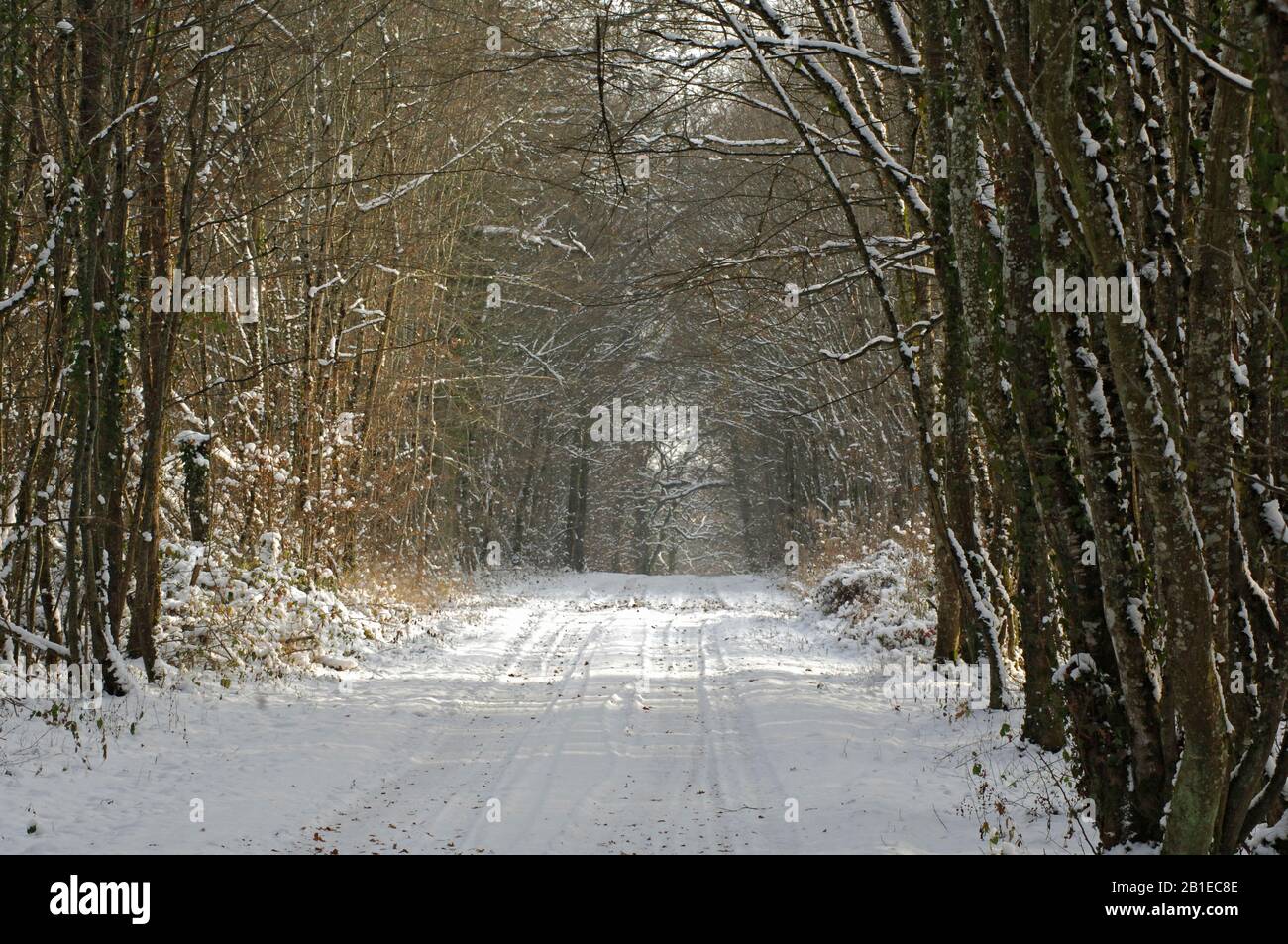 Sentiero e foresta sotto la neve, Francia. Foto Stock
