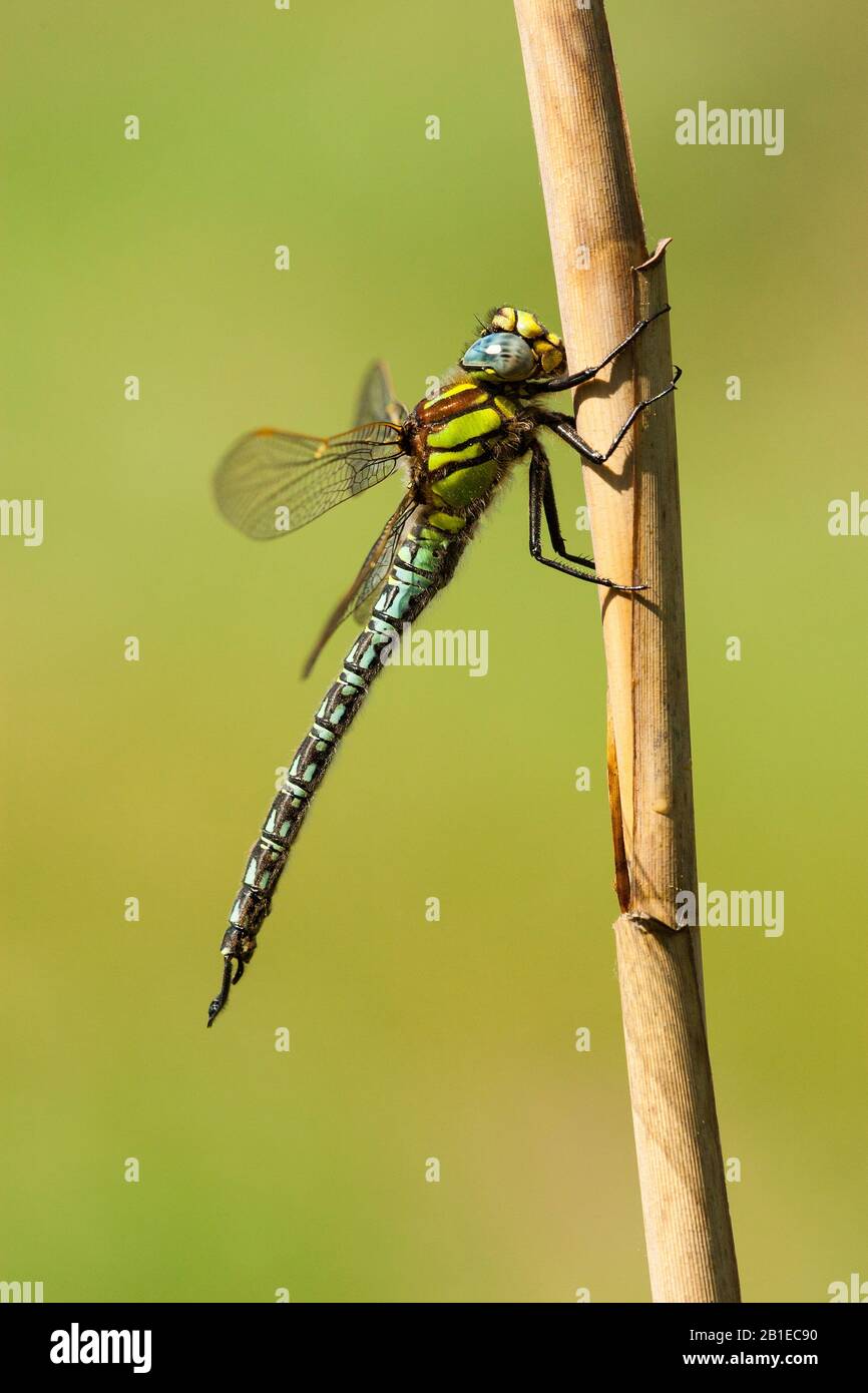 Dragonfly meno peloso, Dragonfly peloso, Hawker peloso, Hawker primaverile (Brachytron pratense, Brachytron hafniense), maschile, olandese, Noord-Brabant Foto Stock