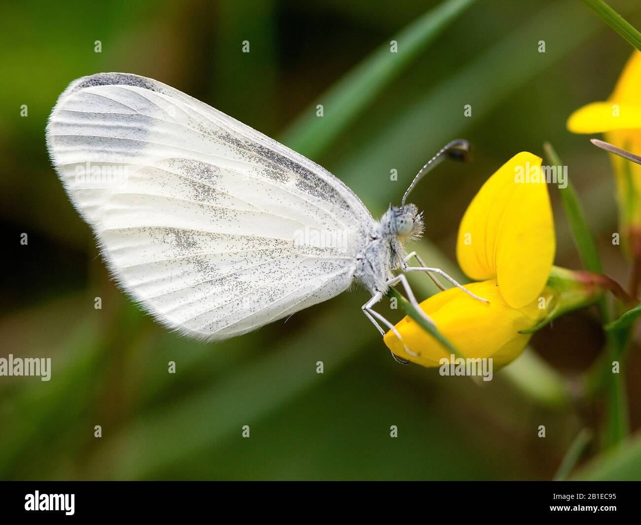Farfalla bianca in legno, bianca in legno (Leptidea sinapis), vista laterale, Germania, Renania Settentrionale-Vestfalia, Eifel Foto Stock