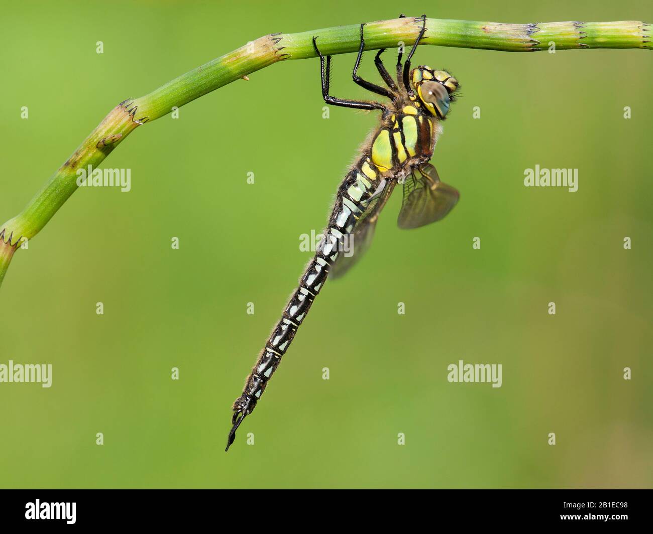 Dragonfly meno peloso, Dragonfly peloso, Hawker peloso, Hawker primaverile (Brachytron pratense, Brachytron hafniense), maschio a una horsetail, Paesi Bassi, Frisia, Delleboersterheide Foto Stock