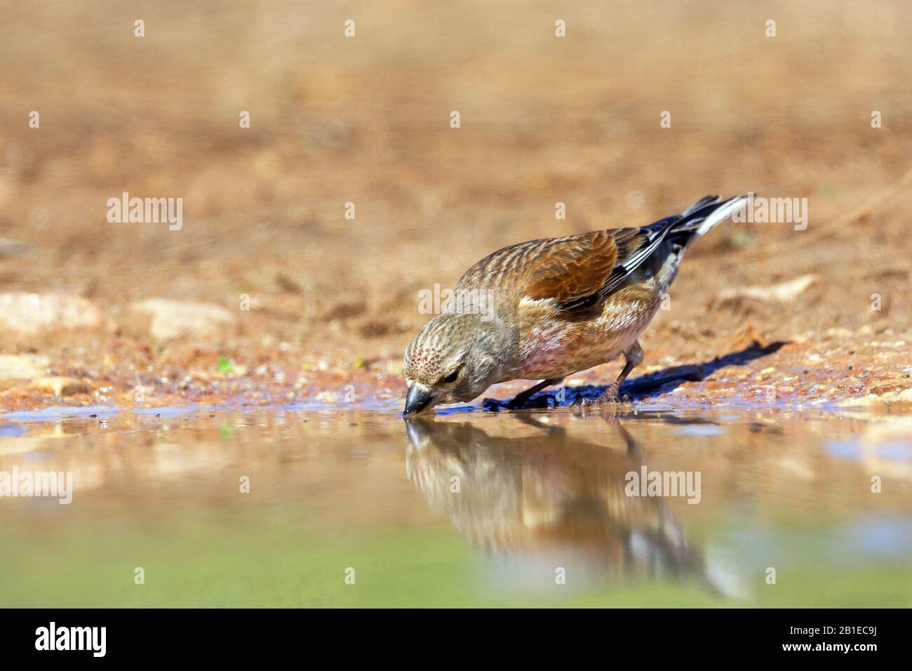 Mar Mediterraneo orientale (Carduelis cannabina mediterranea, Acantis cannabina mediterranea), bere, Spagna, Isole Baleari, Maiorca Foto Stock