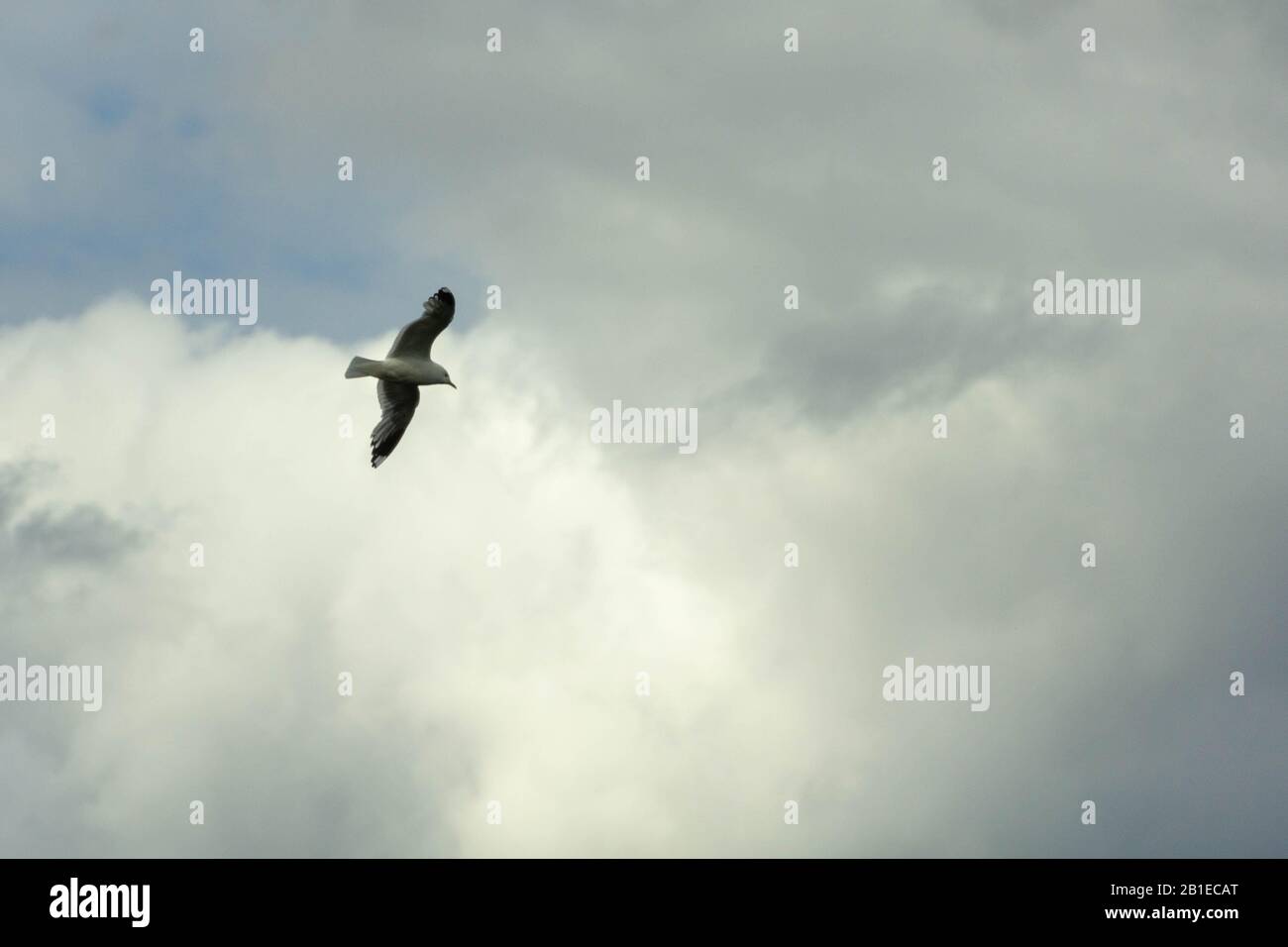 Seagul volare nel cielo Foto Stock