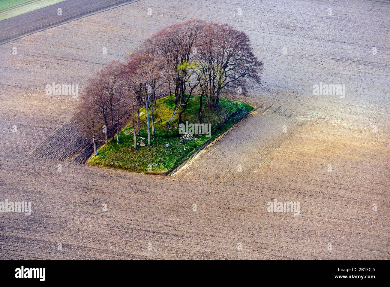 Albero in un paesaggio monotono campo, vista aerea, Germania, Schleswig-Holstein Foto Stock