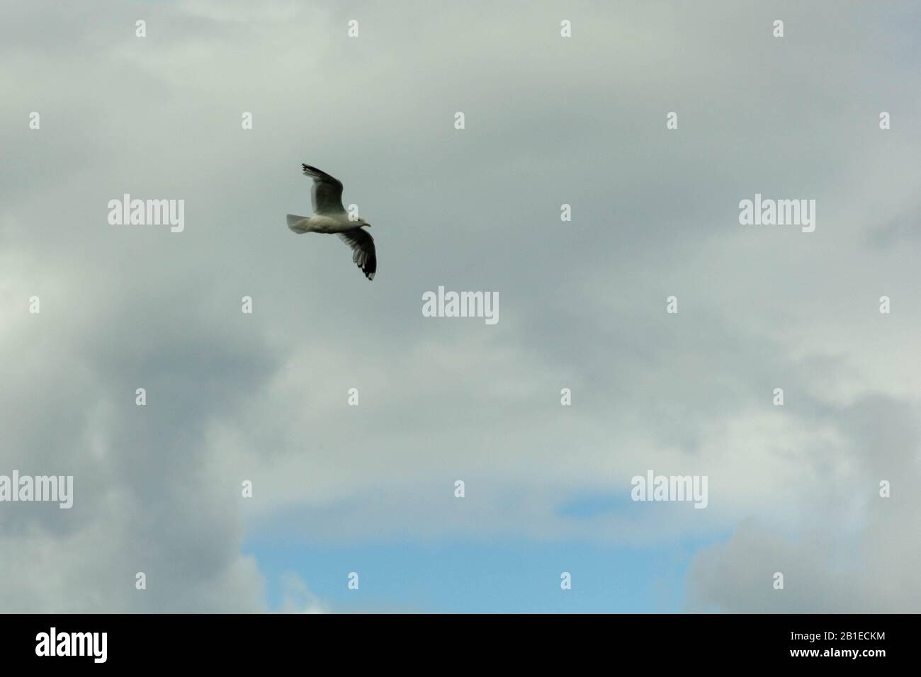 Seagul volare nel cielo Foto Stock