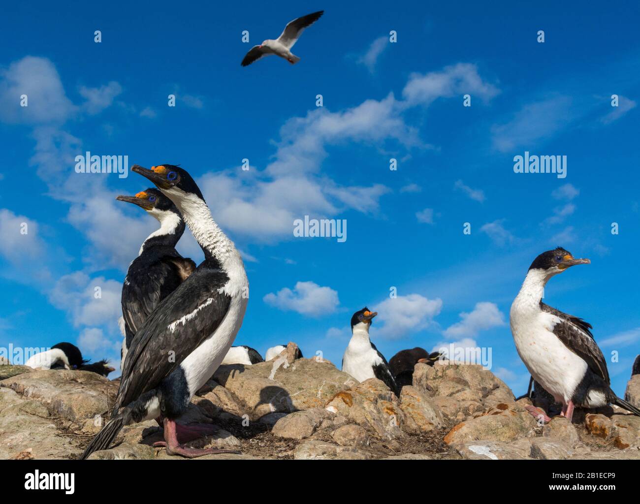Una colonia di stracci imperiali, riceps Leucocarbo. Isola Di Ciottoli, Isole Falkland Foto Stock