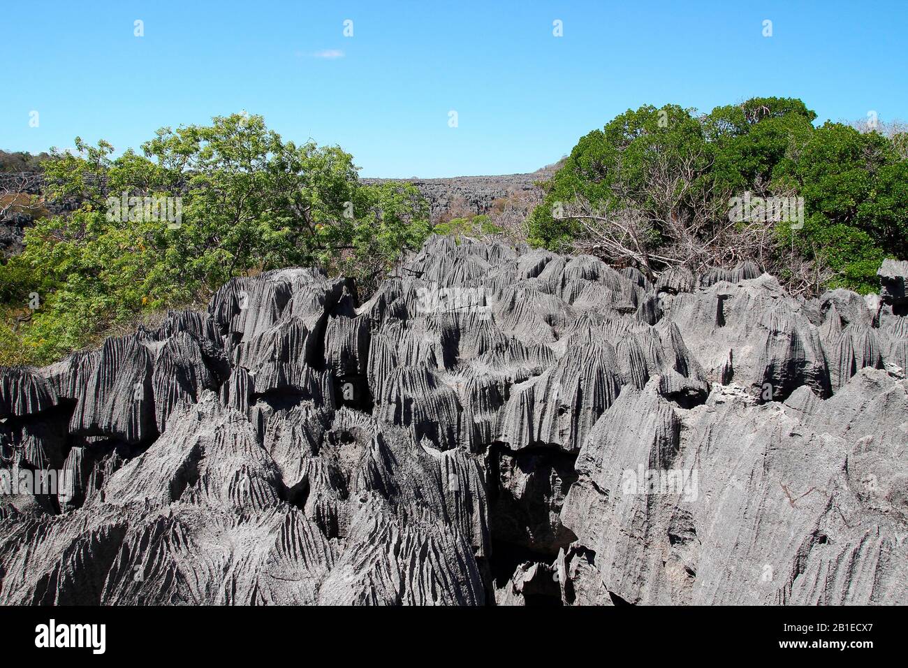 Pochi alberi emergono dai taglienti delle torrette tsingy, antica barriera corallina fossile con spigoli vivi emerge dall'oceano, Ankarana National Pa Foto Stock