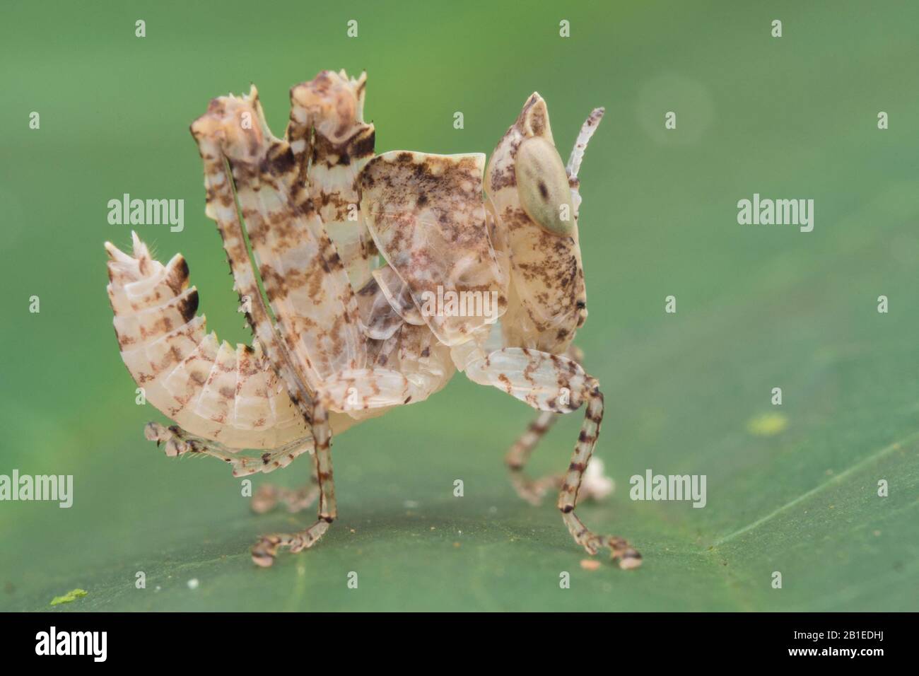 Profilo laterale di una foglia morta cavalletta ninfa (Malesia) Foto Stock