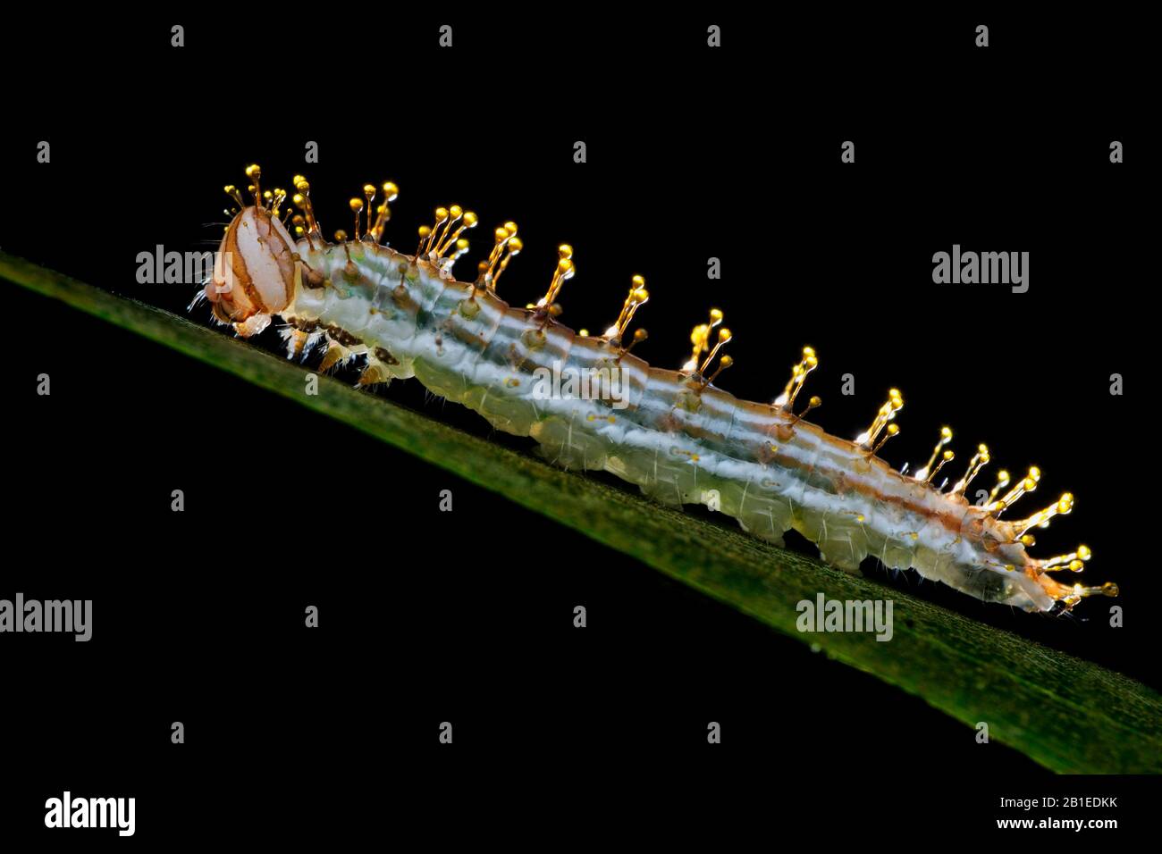 Quando distrurb, Pieridae Caterpillar secernono un fluido limpido e oleoso che si raccoglie in gocce sulle punte dei suoi capelli come difesa chimica (Singapore) Foto Stock