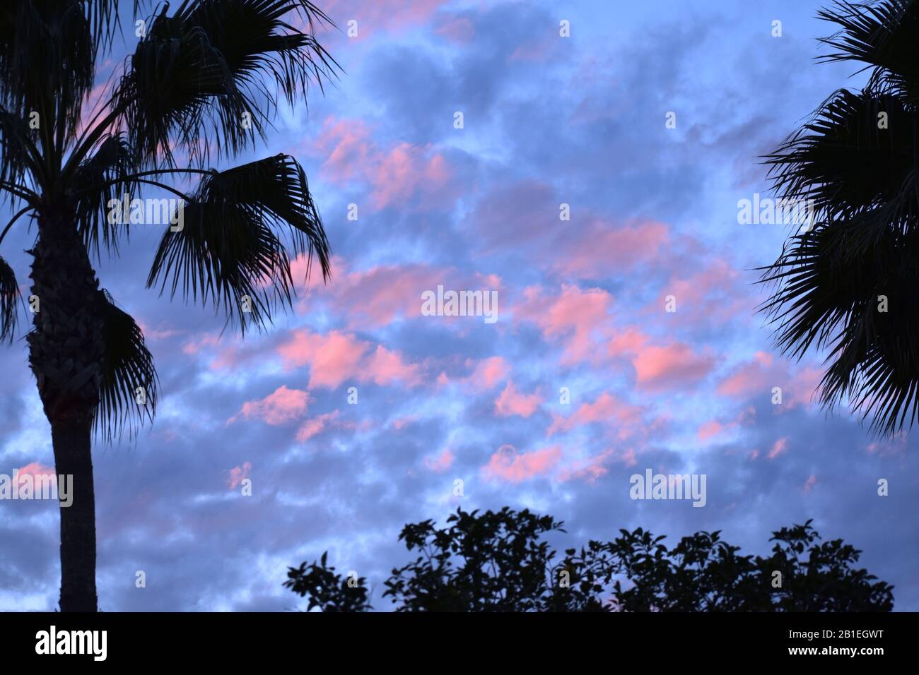 Bellissimo tramonto con nuvole scure e rosa dietro la silhouette di palme Foto Stock