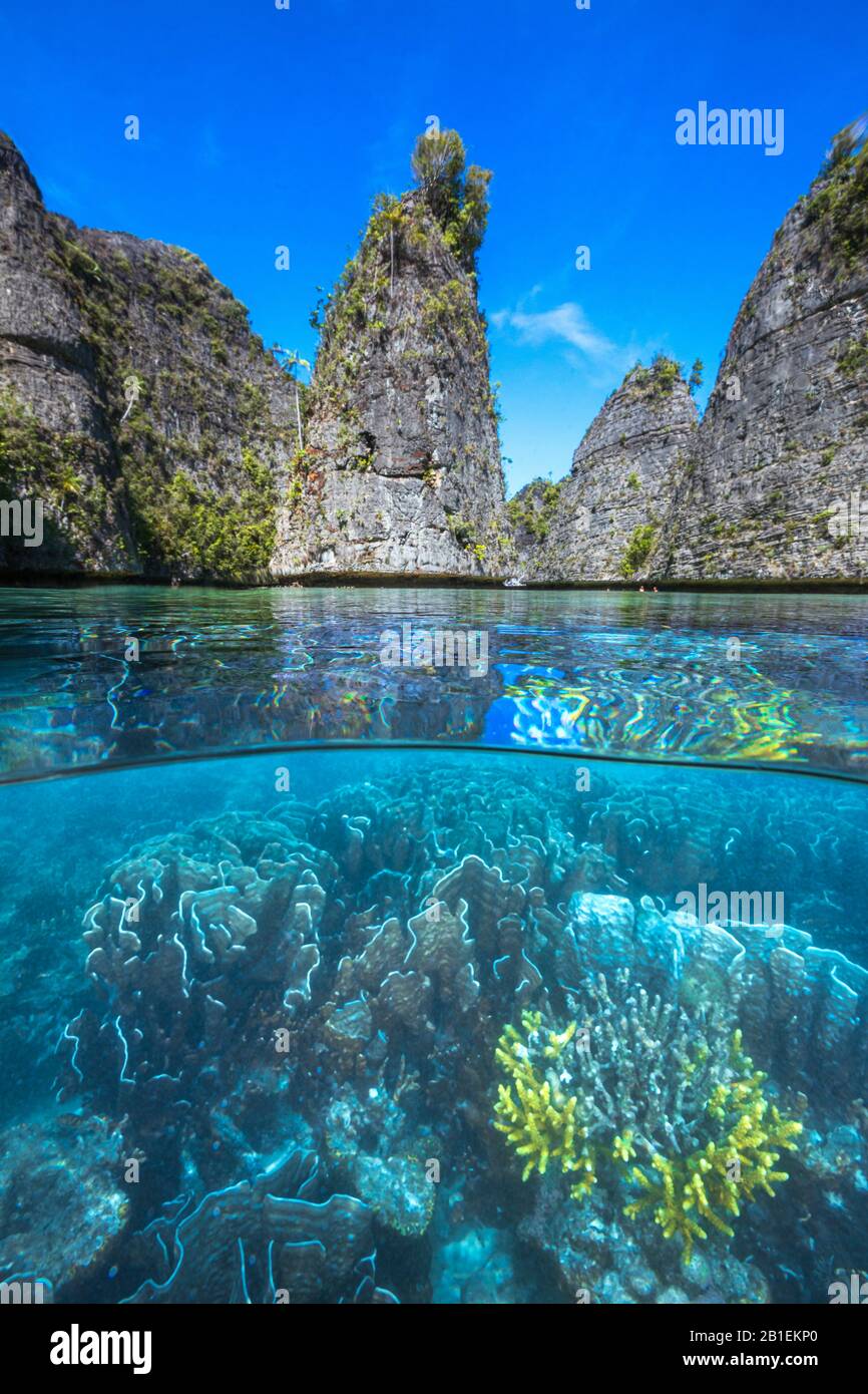 Barriera corallina lungo le ripide pareti rocciose dell'arcipelago delle Misool, Raja Ampat, Indonesia Foto Stock