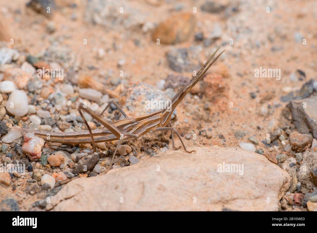 Splendid Grasshopper (Truxalis nasuta) a terra, Creta, Grecia Foto Stock