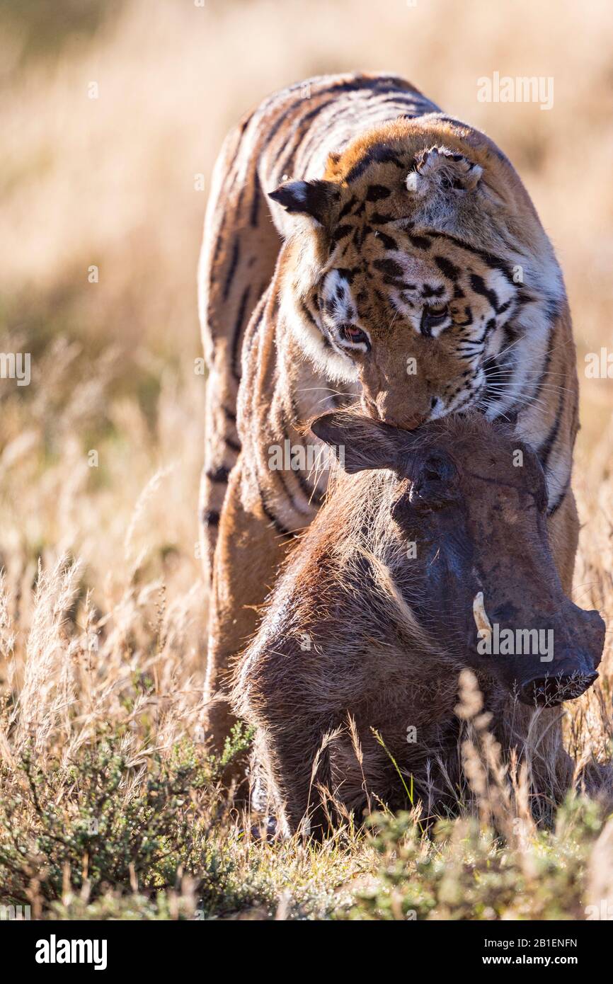Asian (Bengala) Tiger (Panthera tigris tigris), femmina adulta con un wharthog, Riserva privata, Sud Africa Foto Stock