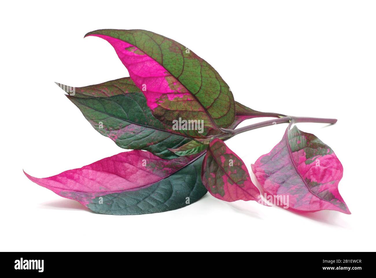 tropica foglia rossa isolata su fondo bianco Foto Stock