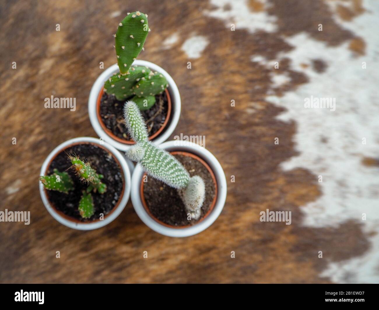 Varietà di tre piccole piante di cactus di cui due opuntia, anche noto come cactus di pera spinosa, e una echinopsis in vasi bianchi su un tappeto di cactus Foto Stock