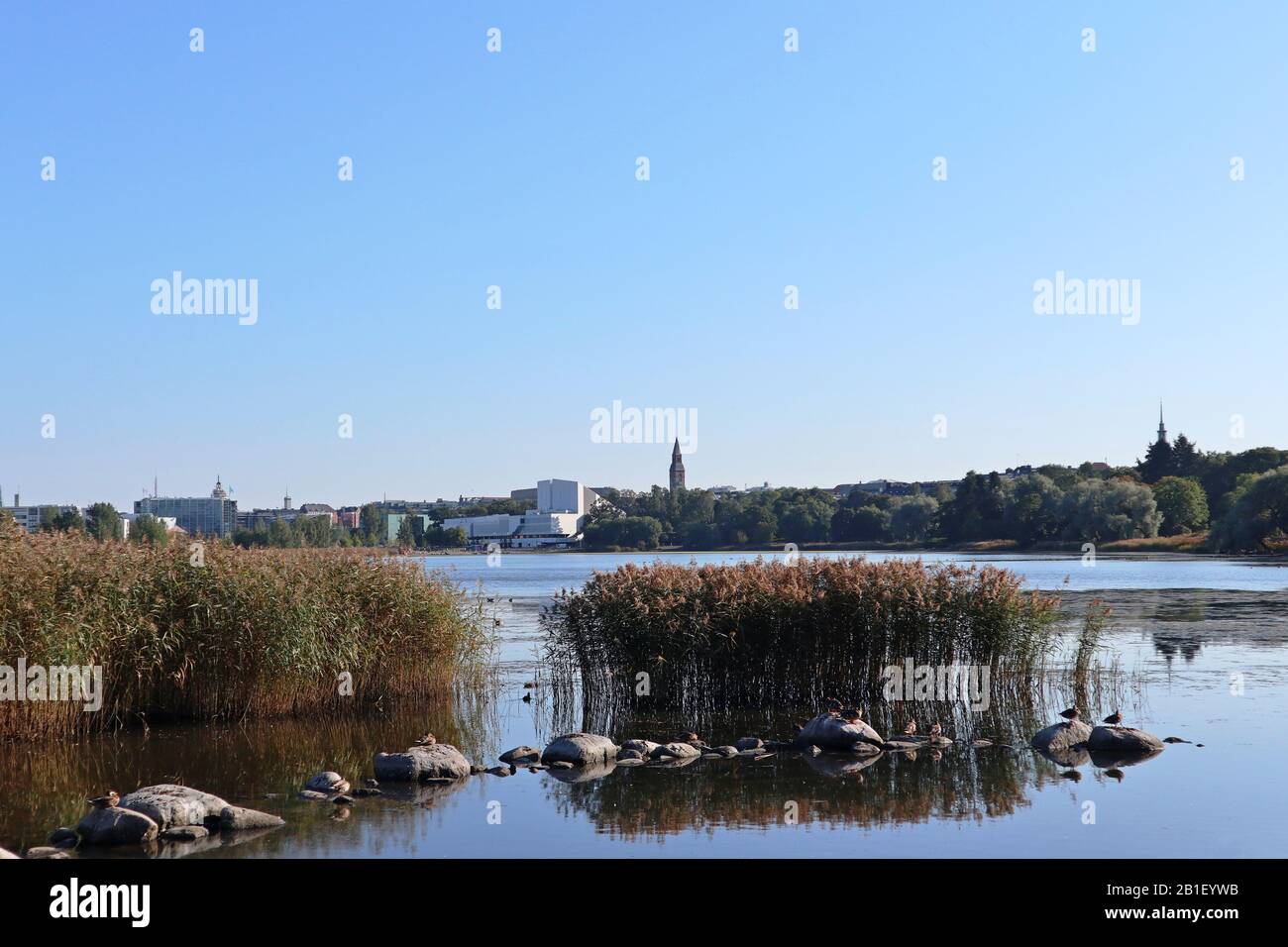 Parco con lago reed erba pietre uccelli composizione nel centro della città europea Finlandia Helsinki. Bella natura d'acqua in città paesaggio Foto Stock