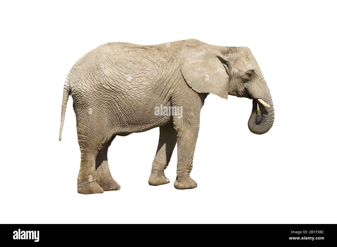 Elefante primo piano. Elefante grigio isolato Foto Stock