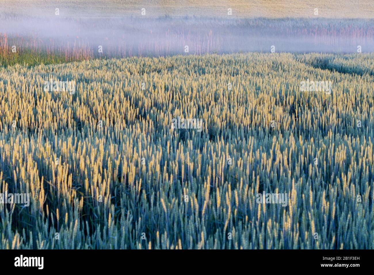 campo di grano in primavera nella nebbia mattutina Foto Stock